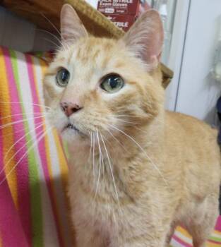 Mufasa -  Domestic Short Hair Cat for Adoption in Thief River Falls, Minnesota - Mufasa | PetCurious