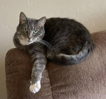 Lily -  Domestic Short Hair Cat Available for Adoption in Ontario, Oregon - Lily | PetCurious