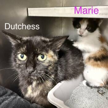 Marie -  American Shorthair Cat for Adoption in Spring Hill, Kansas - Marie | PetCurious