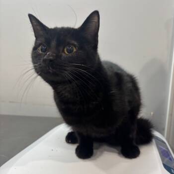 Rescue Domestic Short Hair Cats for Adoption in Fairmont, West Virginia - Lilac | PetCurious