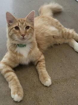 Squirt -  Domestic Long Hair Cat Available for Adoption in Houston, Texas - Squirt | PetCurious