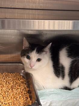 Puss -  Domestic Short Hair Cat for Adoption in Shelbyville, Tennessee - Puss | PetCurious