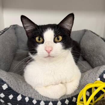 Domestic Short Hair Cats Available for Adoption - Donut | PetCurious