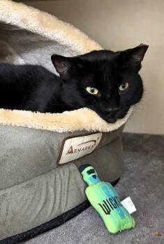Domestic Short Hair Cats Available for Adoption in Elmsford, New York - Sleepy | PetCurious