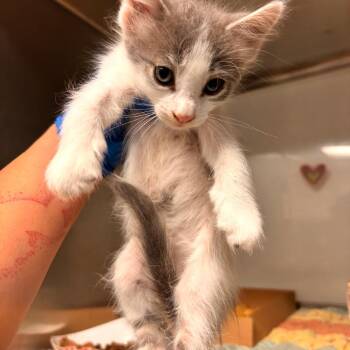 Carriserz -  Domestic Medium Hair Cat for Adoption in Edinburg, Texas - Carriserz | PetCurious
