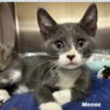 Moose 2 -  Domestic Short Hair Cat for Adoption in Cumming, Georgia - Moose 2 | PetCurious
