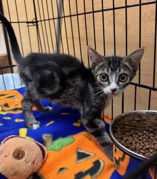 Tiffany -  Tabby Cat for Adoption in Albuquerque, New Mexico - Tiffany | PetCurious