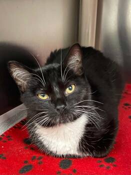 Peppa -  Domestic Short Hair Cat for Adoption in Covington, Virginia - Peppa | PetCurious