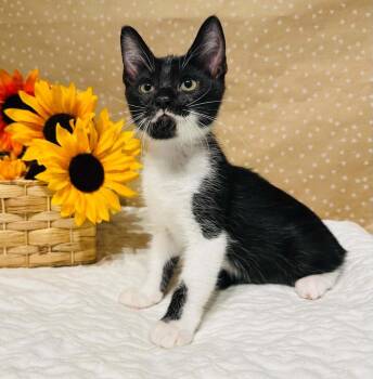 Rebecca -  Domestic Medium Hair Cat for Adoption in Groveland, Massachusetts - Rebecca | PetCurious