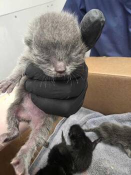 Michelangela -  Domestic Short Hair Cat for Adoption in Sevierville, Tennessee - Michelangela | PetCurious