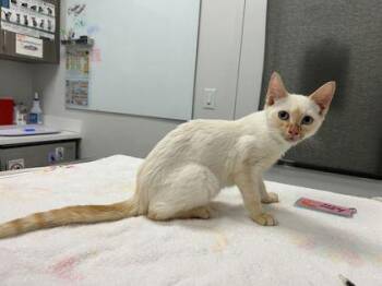 Some Creature I Found In The Woods -  Siamese Cat for Adoption in Kansas City, Missouri - Some Creature I Found In The Woods | PetCurious