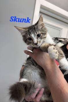 Domestic Medium Hair Cats Available for Adoption - Skunk | PetCurious