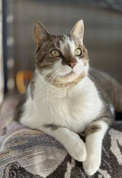 Rescue Domestic Short Hair Cats for Adoption in Landenberg, Pennsylvania - Leo & Luna | PetCurious