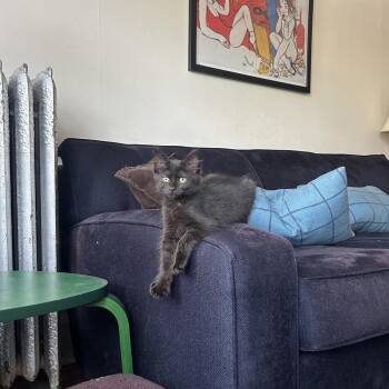Alesana -  Domestic Long Hair Cat for Adoption in Chicago, Illinois - Alesana | PetCurious