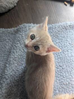 Domestic Short Hair Cats Available for Adoption - Mango | PetCurious