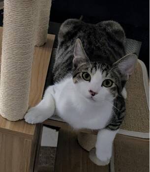 Atticus -  Domestic Short Hair Cat for Adoption in Phoenix, Arizona - Atticus | PetCurious