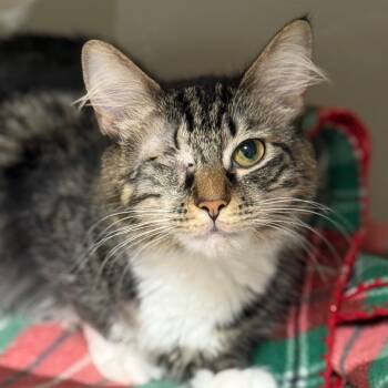Rescue Domestic Medium Hair Cats for Adoption in Cumming, Georgia - Ensley | PetCurious