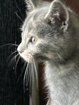 Rescue Domestic Short Hair Cats for Adoption in Longmont, Colorado - Calliope | PetCurious