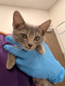 MACY -  Domestic Short Hair Cat for Adoption in Baytown, Texas - MACY | PetCurious