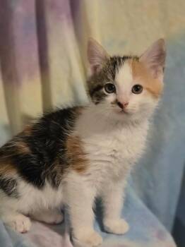 Rescue Domestic Short Hair Cats for Adoption in Albany, Wisconsin - Torta | PetCurious