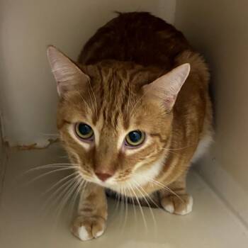 Domestic Short Hair Cats Available for Adoption in Yuma, Arizona - Whiskers | PetCurious