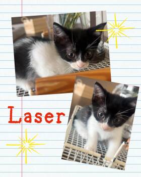 Laser -  Domestic Short Hair Cat for Adoption in Pasco, Washington - Laser | PetCurious