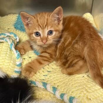 Popsicle -  Domestic Short Hair Cat for Adoption in Newark, New Jersey - Popsicle | PetCurious