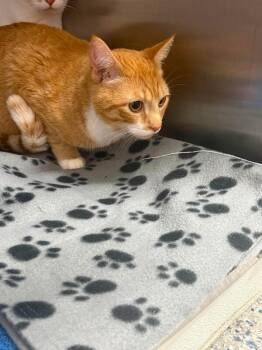Cheddar Cheese -  Domestic Short Hair Cat for Adoption in Burgaw, North Carolina - Cheddar Cheese | PetCurious