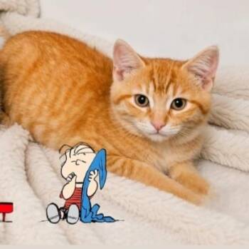 Domestic Short Hair Cats Available for Adoption in Scottsdale, Arizona - Linus | PetCurious