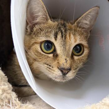 Cheryl -  Domestic Short Hair Cat for Adoption in Gainesville, Florida - Cheryl | PetCurious