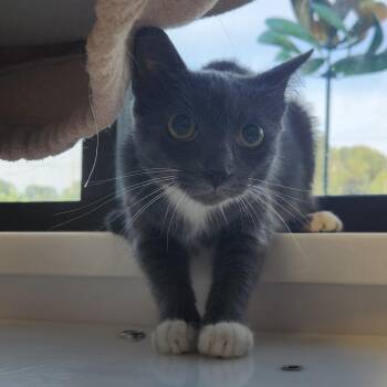 Mittens -  Domestic Short Hair Cat for Adoption in Fort Wayne, Indiana - Mittens | PetCurious