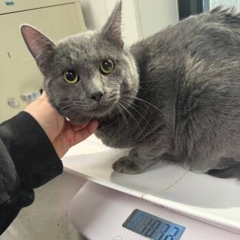 Joey -  Domestic Short Hair Cat for Adoption in Columbiana, Alabama - Joey | PetCurious