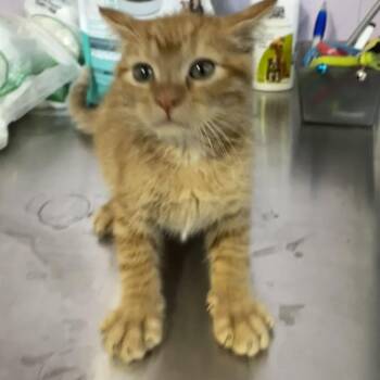 Bass -  Domestic Short Hair Cat for Adoption in Grinnell, Iowa - Bass | PetCurious