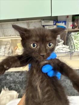 ZORRO -  Domestic Short Hair Cat Available for Adoption in Woodland, California - ZORRO | PetCurious