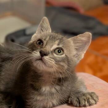 Megaphone -  Domestic Short Hair Cat for Adoption in Houston, Texas - Megaphone | PetCurious