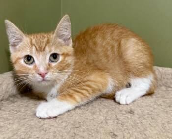 *Abu -  Domestic Short Hair Cat for Adoption in Newnan, Georgia - *Abu | PetCurious