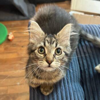 Burn Bright -  Domestic Long Hair Cat for Adoption in Bloomington, Illinois - Burn Bright | PetCurious