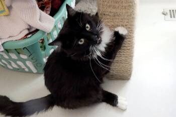 Domestic Medium Hair Cats Available for Adoption - Kenan | PetCurious