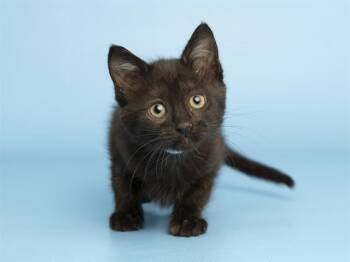 CHOPIN -  Domestic Short Hair Cat Available for Adoption in Phoenix, Arizona - CHOPIN | PetCurious