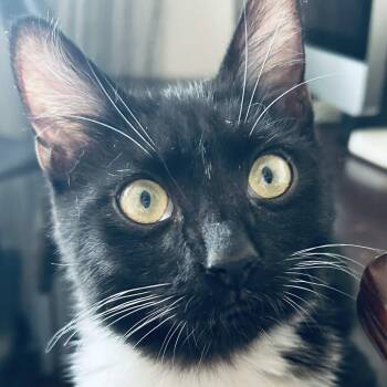 Fizz -  Domestic Short Hair Cat for Adoption - Fizz | PetCurious