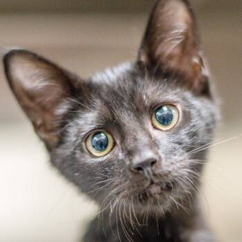 Sherlock -  Domestic Short Hair Cat for Adoption in Hilton Head Island, South Carolina - Sherlock | PetCurious