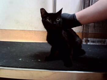 VELVET -  Domestic Short Hair Cat for Adoption in Martinez, California - VELVET | PetCurious