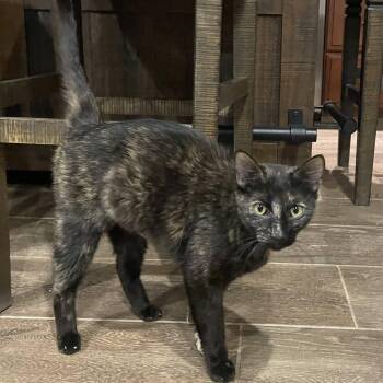Domestic Short Hair Cats Available for Adoption in San Tan Valley, Arizona - Valentine | PetCurious