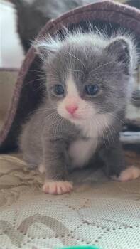 Fred -  Domestic Short Hair Cat for Adoption in Fayetteville, Arkansas - Fred | PetCurious