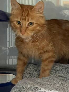 Yam -  Domestic Long Hair Cat for Adoption in Ashland, Wisconsin - Yam | PetCurious
