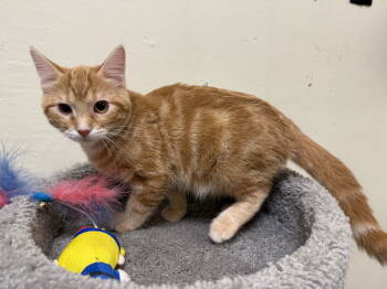Rescue Tabby and Domestic Medium Hair Cats for Adoption in Phoenix, Arizona - Youssef | PetCurious