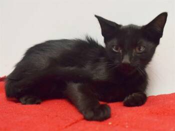 MALCOM -  Oriental Short Hair and Domestic Short Hair Cat for Adoption in Sacramento, California - MALCOM | PetCurious