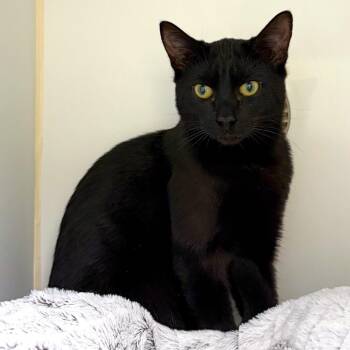 Pocus -  Domestic Short Hair Cat for Adoption in Woodinville, Washington - Pocus | PetCurious