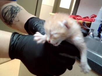 OPIE -  Domestic Short Hair Cat for Adoption in Martinez, California - OPIE | PetCurious