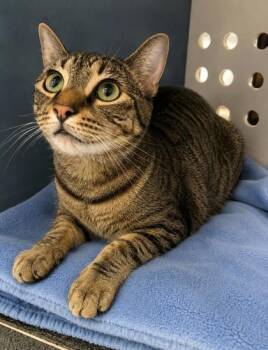 Bluey -  Domestic Short Hair Cat for Adoption in Daytona Beach, Florida - Bluey | PetCurious